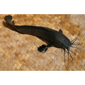 Clarias batrachus