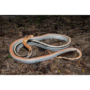 Coelognathus radiatus