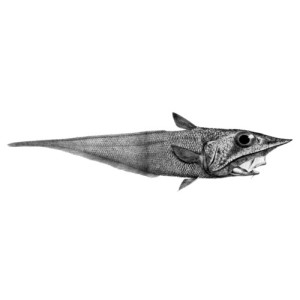 Coelorinchus parallelus