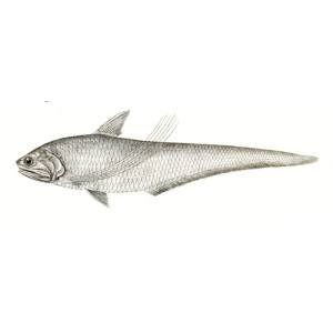 Coilia ramcarati