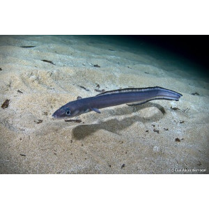 Conger conger
