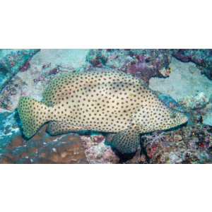 Cromileptes altivelis