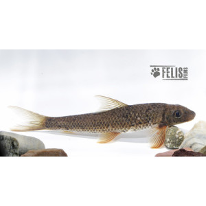 Crossocheilus latius