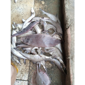 Cynoglossus bilineatus