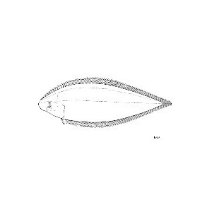 Cynoglossus cynoglossus