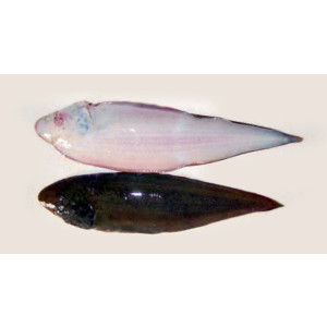 Cynoglossus macrolepidotus