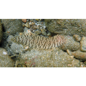 Cynoglossus puncticeps