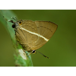 Dacalana penicilligera