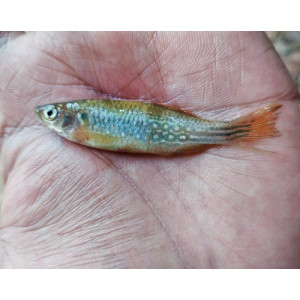 Danio annulosus