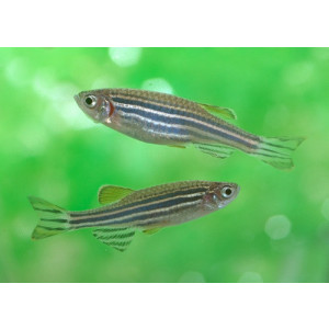 Danio rerio