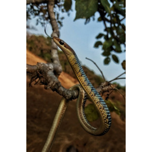 Dendrelaphis tristis