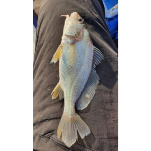 Dendrophysa russelii