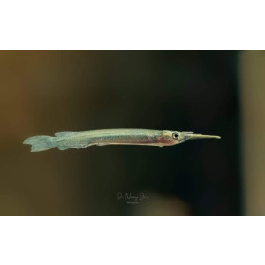 Dermogenys brachynotopterus