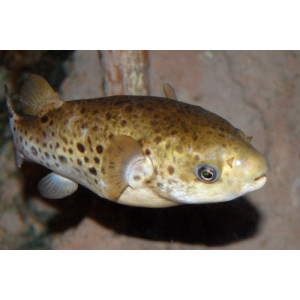 Dichotomyctere fluviatilis