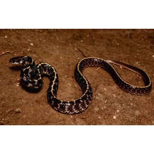 Elachistodon westermanni