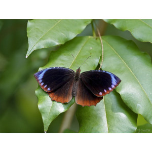 Elymnias hypermnestra