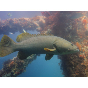 Epinephelus lanceolatus