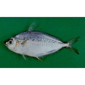 Equulites lineolatus