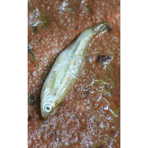 Esomus lineatus