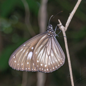 Euploea algea