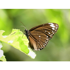 Euploea crameri