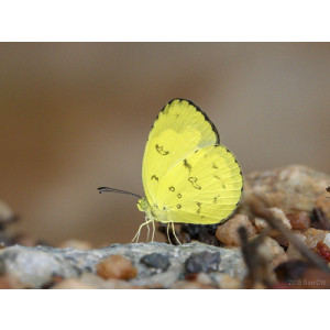 Eurema andersonii
