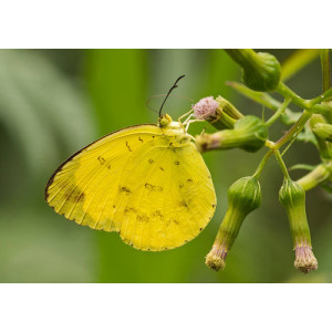 Eurema blanda