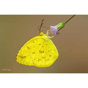 Eurema hecabe