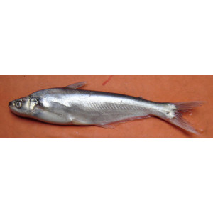Eutropiichthys murius