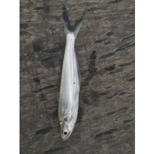 Eutropiichthys vacha