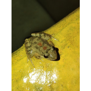 Fejervarya nepalensis