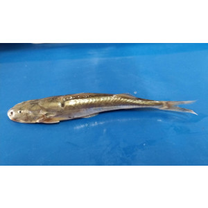 Glyptothorax indicus