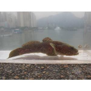 Gobiopsis macrostoma