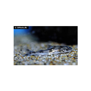 Gogangra viridescens