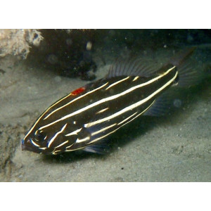 Grammistes sexlineatus