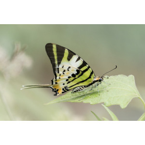 Graphium antiphates