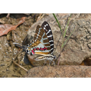 Graphium nomius