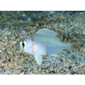 Gymnocranius griseus