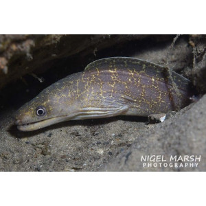 Gymnothorax pseudothyrsoideus