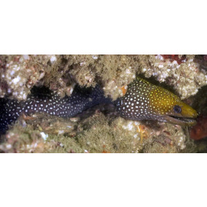 Gymnothorax punctatus