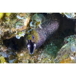 Gymnothorax undulatus