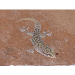 Hemidactylus brookii