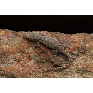 Hemidactylus frenatus