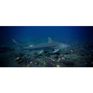 Hemipristis elongata