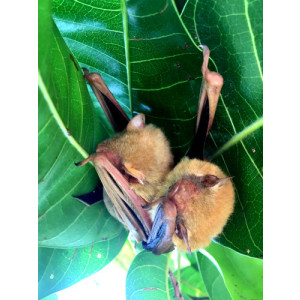 Hesperoptenus tickelli