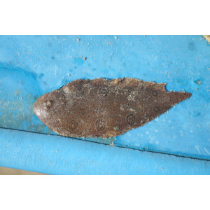 Heteromycteris oculus