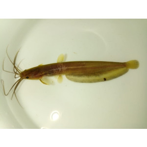 Heteropneustes fossilis