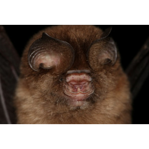 Hipposideros galeritus