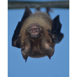 Hipposideros larvatus