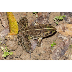 Hoplobatrachus litoralis